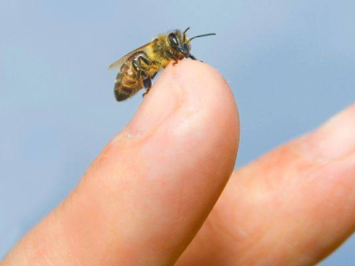 Qué hacer si te pica una abeja o avispa