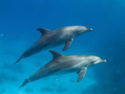  Los delfines se tienen que gritar entre sí para entenderse por el ruido que hacen las embarcaciones en el mar