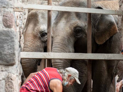 Las elefantas Pocha y Guillermina viajarán desde Mendoza a Brasil en mayo