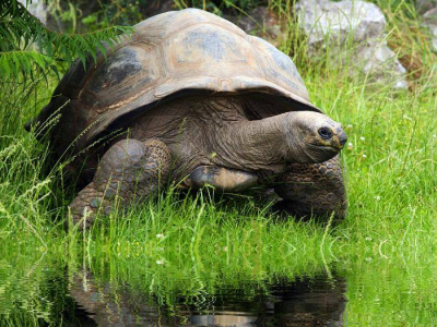 23 de junio 2006 Muere la tortuga Harriet, capturada por el propio Darwin