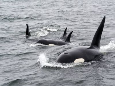 Las orcas son las más maternales entre los mamíferos marinos y cuidan de sus hijos hasta la adultez