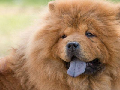¿Por qué hay perros con la lengua azul?