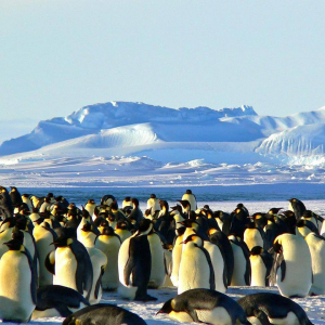 El deshielo precoz pone en riesgo a los pingüinos emperadores en la Antártida