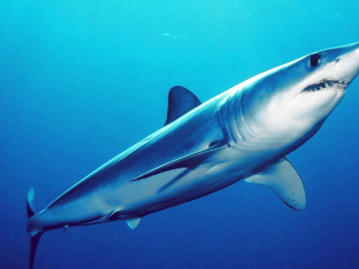 La piel del tiburón