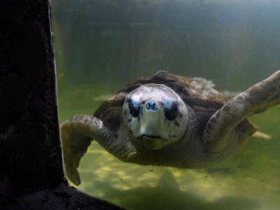 Trasladarán al tortugo Jorge a Mar del Plata tras 38 años en cautiverio en Mendoza